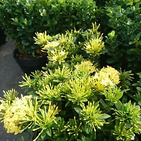 Mua Cây hoa trang- mẫu đơn các màu