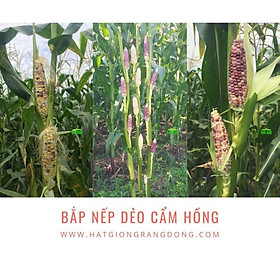 Mua Hạt giống bắp nếp dẻo Cẩm Hồng Rado  đóng gói 5gr