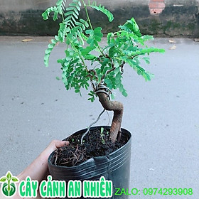 Cây Me Bonsai