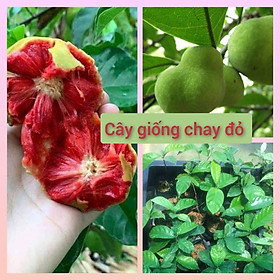 Mua Cây chay đỏ giống