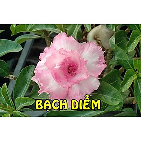 HOA sứ thái kép "BẠCH DIỄM" - cam kết mặt hoa
