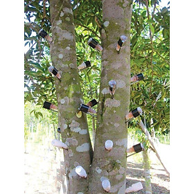 cây giống Trầm Hương (dó bầu) f1 thuần chủng