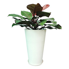 Trầu Bà Đế Vương Đỏ