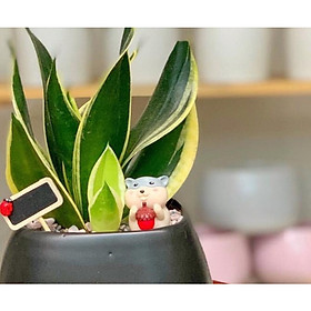 Cây để bàn lưởi hổ kèm phụ kiện so cute