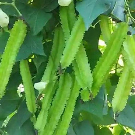 Mua Hạt Giồng Đậu rồng tứ quí ngắn ngày - gói 10gr