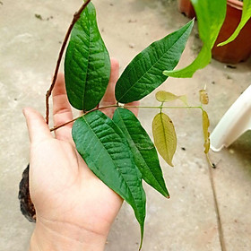 Mua Nho thân gỗ kim cương (cây y hình)