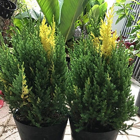 Cây Tùng Lộc