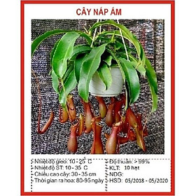 Hạt Giống Cây  Bắt Mồi Nắp Ấm CT376 - Gói 10 hạt