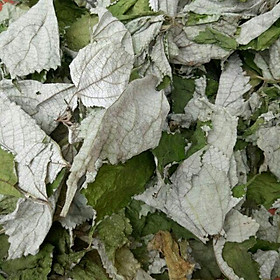 Lá gai khô sạch làm bánh gai gói 500g cây nhà trồng -hàng nhà làm thủ công
