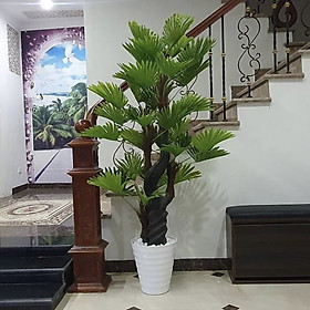 Mua Cây giả - Cây cọ trang trí nhà  tiểu cảnh - LC2895