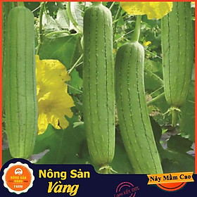 Hạt giống Mướp Hương ( Gói 15 hạt ) - Nông Sản Vàng