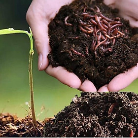 Mua Phân Bón Trùn Quế Nguyên Chất