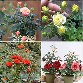 Mua Hạt giống hoa hồng tỉ muội nhiều màu - 20 hạt/gói ( tặng kèm 3 viên nén ươm hạt )