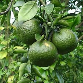 Mua CAM SÀNH MIỀN NAM siêu quả  ngọt mát - CÂY GIỐNG CHUẨN F1