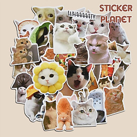 Sticker MEME MÈO hài hước nhãn dán trang trí mũ bảo hiểm, laptop, vali, ván trượt