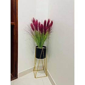 CHẬU LAU SẬY TRANG TRÍ NHÀ ĐẸP LANDECOR
