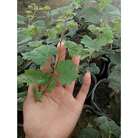 Cây nho ngón tay - giống cây trồng mới + Tặng 01 cây dâu da đất