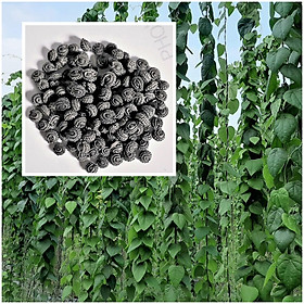 Mua 1000 HẠT GIỐNG SƯƠNG SÂM LÔNG MỚI