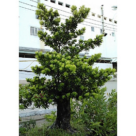 BẦU CÂY GIỐNG TÙNG KIM CƯƠNG
