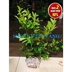Mua COMBO 2 Cây chanh đào cao 60 cm   Cây đẹp chuẩn hình nhắn tin để được tư vấn