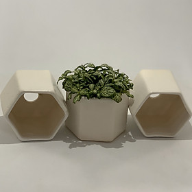 Bộ 3 Chậu Sứ - 6x6x6 Cm - Mầu Trắng – Dáng Lục Giác - Chậu Gốm Bát Tràng Trồng Cây Mini Để Bàn, Sen Đá, Xương Rồng, Cây Cẩm Nhung (Fittonia, May Mắn) & Tiểu Cảnh Terrarium