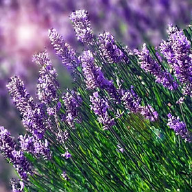 50h Hạt Giống Hoa Oải Hương Lavender