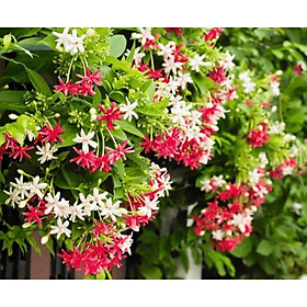 Mua Cây hoa sử quân tử - cây hoa giun cao 1m (Ảnh thật)