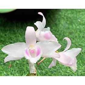Cốc lan phi điệp đột biến 5 cánh HỒNG YÊN THỦY, hoa cực đẹp, cực hiếm, hàng gieo hạt, cây y hình