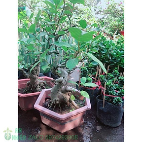 Mua Sung Bonsai