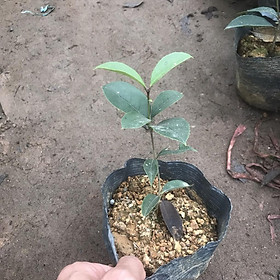 Cây Bồ Quân Mận Quân Hồng Quân Giống