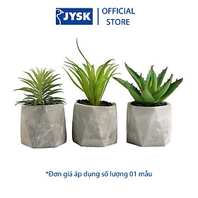 Mua Cây Trang Trí Torgeir Nhựa   x imang Nhiều Mẫu 8 x 8 x 19cm