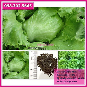 Hạt giống xà lách Iceberg búp Mỹ giòn ngọt chuẩn F1