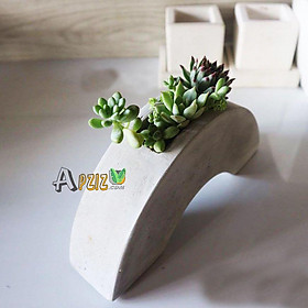 Mua Chậu xi măng để bàn tạo hình bán nguyệt -  Quý khách thân mến lưu ý không bao gồm cây Apziz
