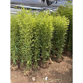 Mua 1 Cây trúc quân tử cao 1m5  tán lá đẹp cây khỏe sức sống cực mãnh liệt  mang phong thủy tốt thích hợp trồng hàng rào