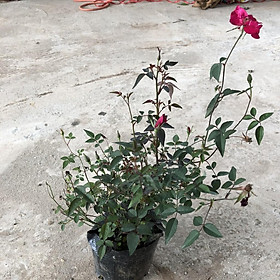 Mua Cây kim tiền mini để bàn chiều cao cây 15-17cm sức sống cực khỏe dễ chăm sóc thích hợp làm cây để bàn trang trí nội thất