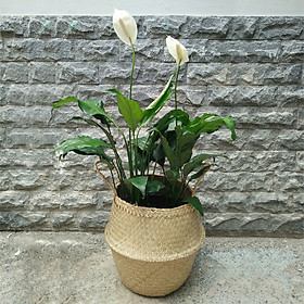 Cây Lan Ý Chậu Giỏ