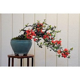 Mai Đỏ  tứ quý lùn bonsai