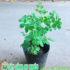 Mua Cây Chùm Ngây