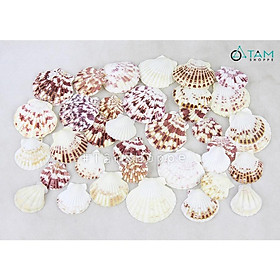 Vỏ sò điệp bông trang trí phong cách biển hủ 200-220 HOS-09