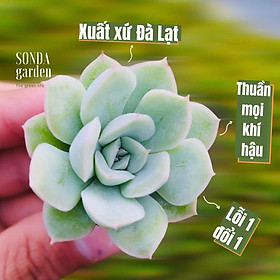 Mua Sen đá liên đài trắng SONDA GARDEN size mini 2.5-4cm  cây cảnh trang trí nhà cửa  lỗi 1 đổi 1