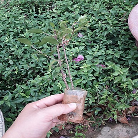 COMBO 3 BẦU CÂY GIỐNG Hồng ngọc mai bonsai , cây giống gửi đi nguyên bầu - BCGHNMBS
