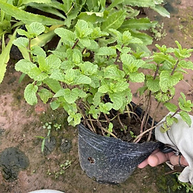 Cây rau húng trồng bịch đen làm gia vị cho các món ăn