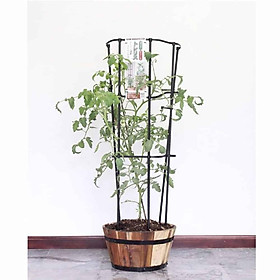 Giàn dây leo đa năng dạng cuộn - ban công xanh