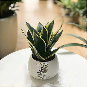 Chậu Cây Lưỡi Hổ Thái - Giao ngẫu nhiên