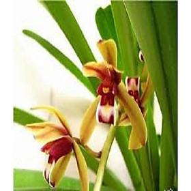01 CHẬU LAN KIẾM TIÊN VŨ HÀNG RỪNG MẶT HOA XỔ SỐ TUYỆT ĐẸP