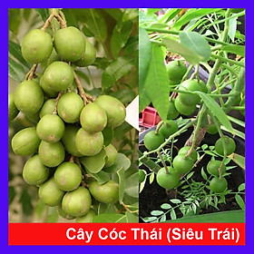 Cây cóc thái ra quả siêu sớm (ảnh thât)