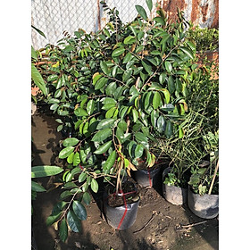 Mua Chậu cây vú sữa lò rèn gốc ghép cao 90 - 100 cm