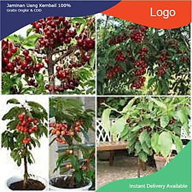 CÂY GIỐNG CHERRY BRAZIL CHỊU NHIỆT, CAM KẾT CHUẨN GIỐNG F1
