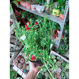Mua Hoa 10 Giờ Đẹp