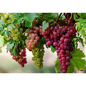 Cây giống nho Ninh Thuận chuẩn giống vị ngọt rôn rốt cây ghép mắt